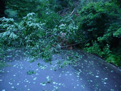 木が道を塞いでます