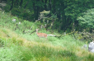 鹿.JPG (434.35 KiB) 閲覧された回数 3712 回 この日は鹿が多かった