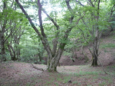 04地蔵谷源頭部のミズナラ大木(1).JPG (757.91 KiB) 閲覧された回数 8046 回 地蔵谷源頭部のミズナラ大木