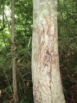 CIMG0644.JPG (334.11 KiB) 閲覧された回数 7042 回 爪痕