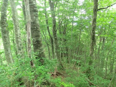 CIMG0653.JPG (385.22 KiB) 閲覧された回数 7038 回 癒しのブナ林