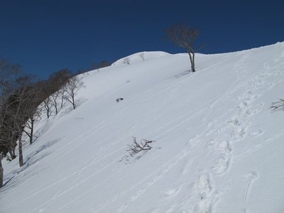 ブナの木立が下降点のサイン、でもヤブの中ではわからないね。