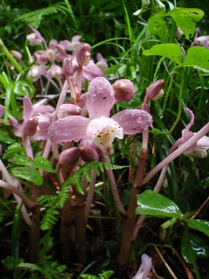 路傍のショウキラン