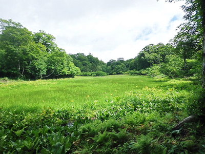 〇 ココは昔、田んぼヤッタンてさ。