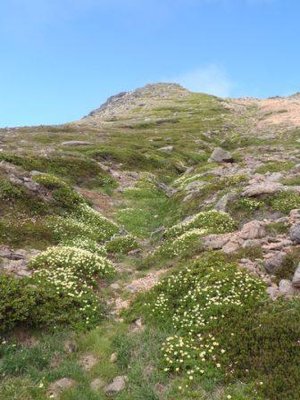旭岳に登る途中のお花畑