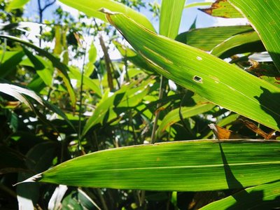 IMGP1195_sh01.JPG (66.9 KiB) 閲覧された回数 8268 回 ようやく尾根芯へ