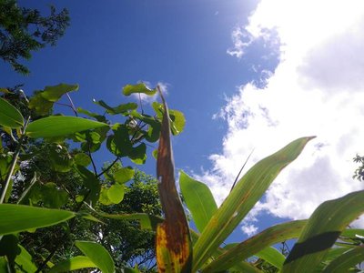 IMGP1246.JPG (48.7 KiB) 閲覧された回数 8263 回 再びヤブコギ