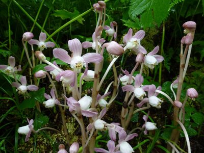 P1050467.JPG (200.67 KiB) 閲覧された回数 9319 回 ショウキランの群生