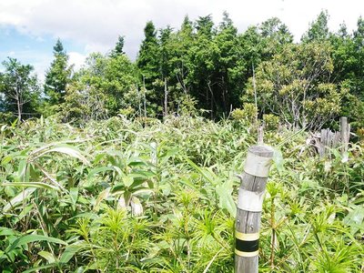 剣先山頂の切り拓き