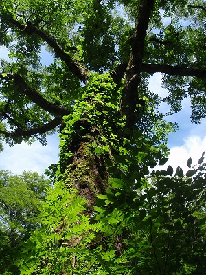 ブナ探索尾根の巨木