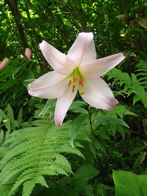 暑気見舞いに湿原のササユリでも