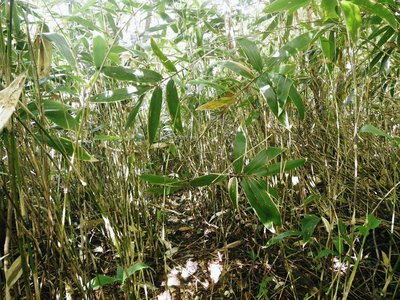 前山最高点からはこの獣道を降りると剣先尾根に乗る