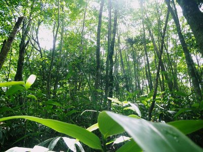 一応踏み分け道