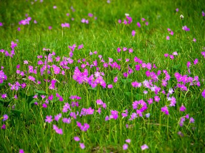 ハクサンコザクラの群落