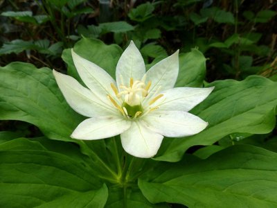 P1050709.JPG (131.02 KiB) 閲覧された回数 2790 回 キヌガサソウ(衣笠草)