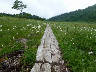 P1060101.JPG (292.06 KiB) 閲覧された回数 2996 回 ワタスゲロード