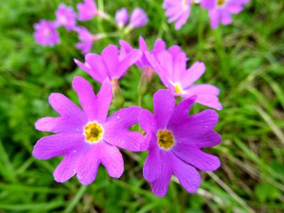 ハクサンコザクラ