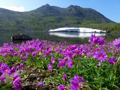 エゾコザクラの群生（北沼からトムラウシを望む）