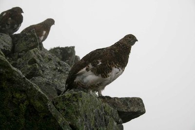 雷鳥の飛び立つ前（鹿島槍にて）