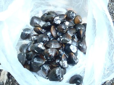 ウナギ高騰、ならば土用のシジミ採りじゃ！