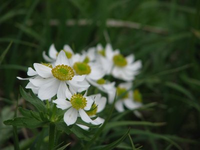 ハクサンイチゲ