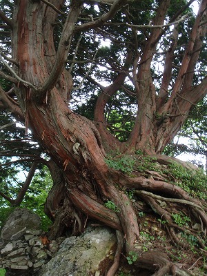 檜倉の古木