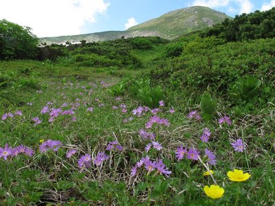 IMG_3173-s.JPG (276.88 KiB) 閲覧された回数 3460 回 コザクラちゃんを愛でながら御前峰の懐へ