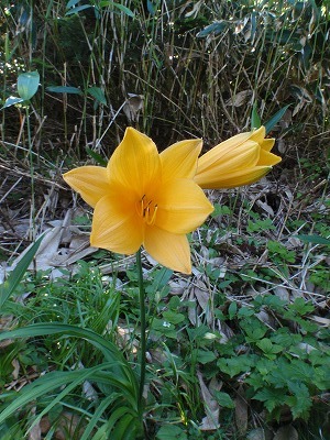 元気なニッコウキスゲ