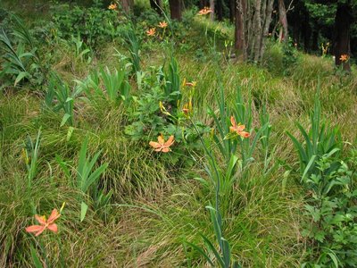 ヒオウギ咲く水無山南尾根