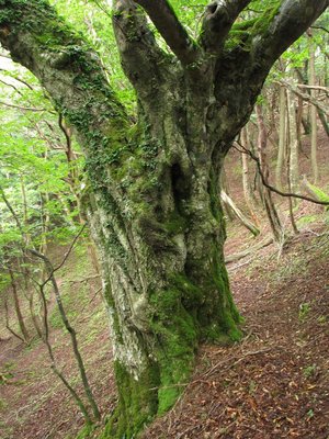 半身のブナ　　裏側は一部欠損している