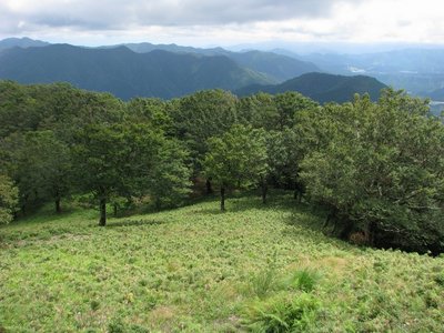 ブナの木平を俯瞰する