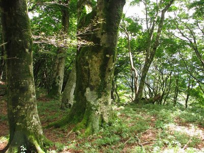 しろやしおさんの奥さんに匹敵する？ブナ