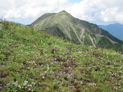 咲き乱れる高山花、背後は荒川岳