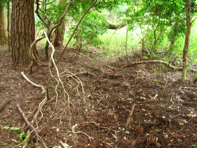 林道沿いの牛道