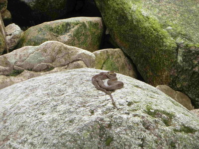 岩の上で日光浴中のへびさん