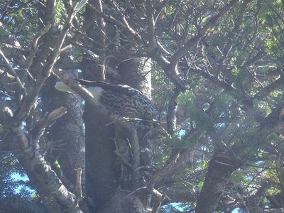 20120805-51.jpg (158.46 KiB) 閲覧された回数 7907 回 黒斑山のホシガラス