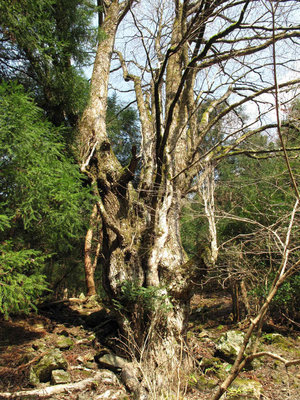 江馬小屋の鎮守の木
