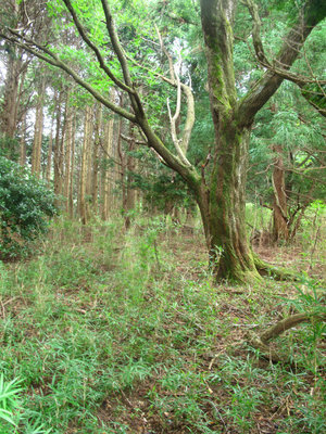 林道沿いの溝道