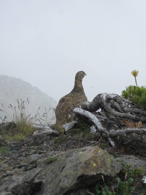 雷鳥は沈思黙考