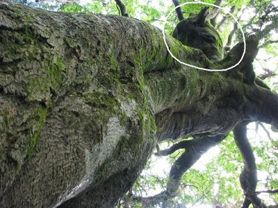 白線で囲んだところ