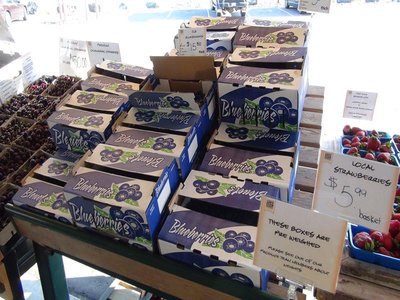 ブルーベリーがいっぱい