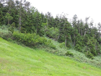 立ち塞がる藪.jpg (178.8 KiB) 閲覧された回数 2867 回 立ち塞がる藪