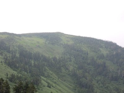 藪と湿原の混在地.jpg (172.07 KiB) 閲覧された回数 2873 回 藪と湿原が混在する場所