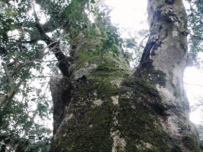 落合神社のけやき
