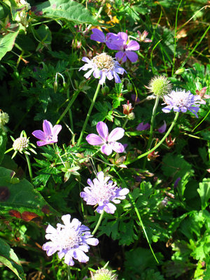 タカネマツムシソウ