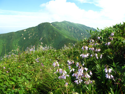 朳差岳とハクサンシャジン