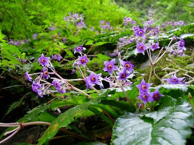 咲き乱れるイワタバコ