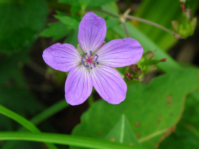 ハクサンフクロウ