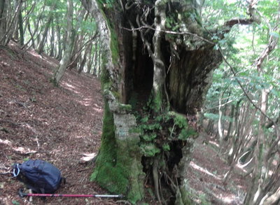 半身ブナ.jpg (178.2 KiB) 閲覧された回数 4363 回 半身のブナ