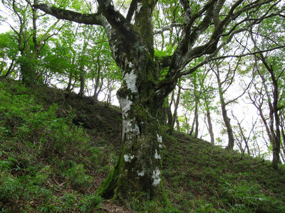 これが「金名水のブナ」ですね、多分